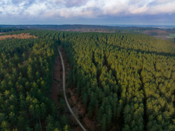 Aerial view of forest trail at sunrise stock photo