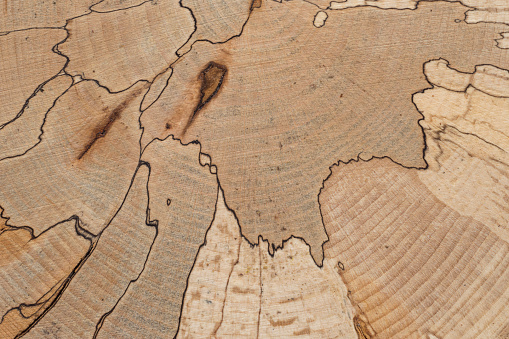 Beech Tree Section Spalted Beech Tree Internal Structure Of A Beech Tree Trunk With ...
