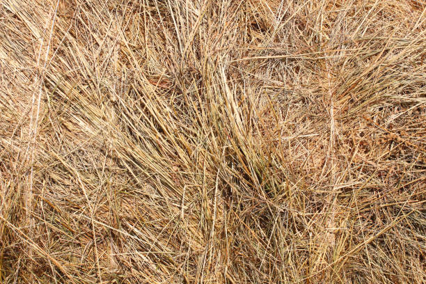 istock Straw texture. Hay close-up. Background. 1383579168