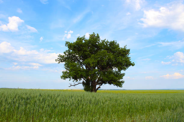 Beautiful lonely oak tree in the field. Close-up. Background. Landscape. stock photo