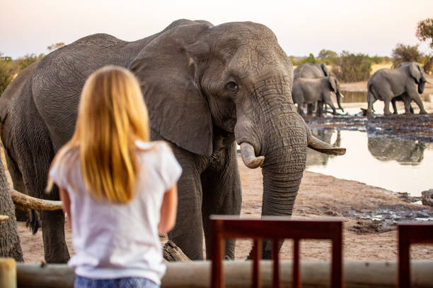 крупный план африканский слон - hwange national park стоковые фото и изображения