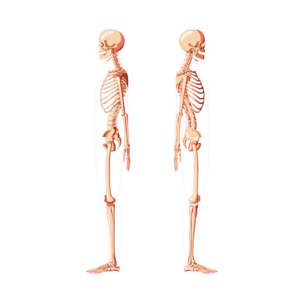 ilustraciones, imágenes clip art, dibujos animados e iconos de stock de vista lateral del diagrama de skeleton human con diferentes opciones de sombra. conjunto de concepto realista de huesos médicos planos de color natural ilustración vectorial tablero didáctico de anatomía aislado sobre fondo blanco - shoulder bone