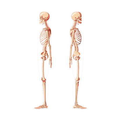 Skeleton Human diagram side view with different shade options. Set of realistic flat natural color medical bones concept Vector illustration didactic board of anatomy isolated on white background