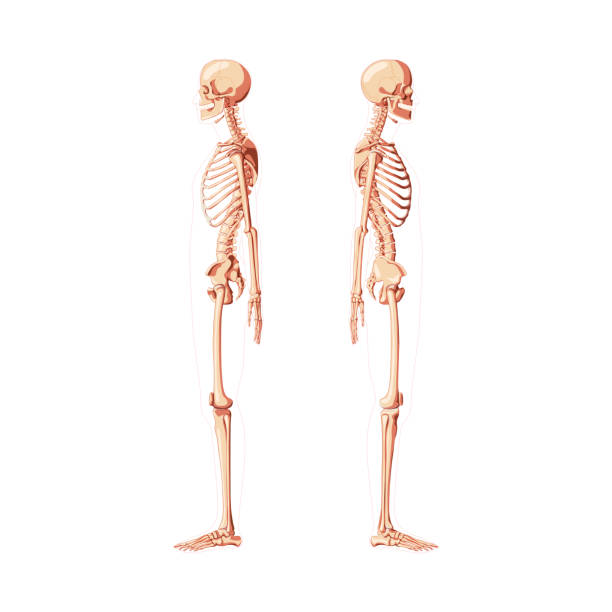 Skeleton Human diagram side view with different shade options. Set of realistic flat natural color medical bones concept Vector illustration didactic board of anatomy isolated on white background Skeleton Human diagram side view with different shade options. Set of realistic flat natural color medical bones concept Vector illustration didactic board of anatomy isolated on white background sternum stock illustrations