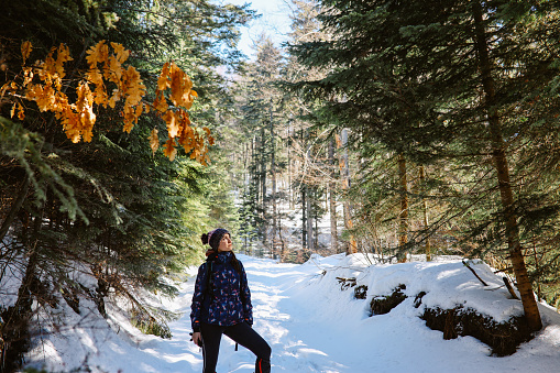 Woman enjoying the nature trip in the snowy mountain forest. She is snowshoeing on a lovely and sunny winter day.