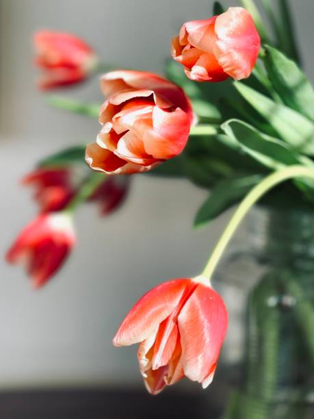 Tulip close up stock photo