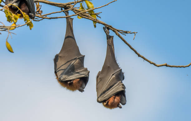 Indian flying fox (Pteropus medius) also known as the greater Indian fruit bat hanging in Bharatpur bird sanctuary Indian flying fox (Pteropus medius) also known as the greater Indian fruit bat hanging in Bharatpur bird sanctuary Rajasthan bat animal photos stock pictures, royalty-free photos & images