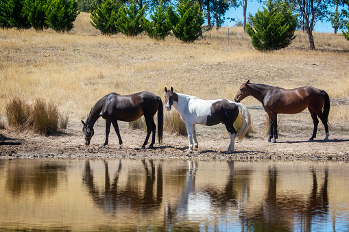 Horses having a drink from a dam