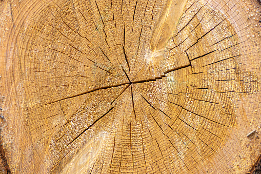 cross section of a log with cracks, annual rings used for dendrochronology and determining the climate in the place where the tree grows, background and texture of a cut tree with annual rings