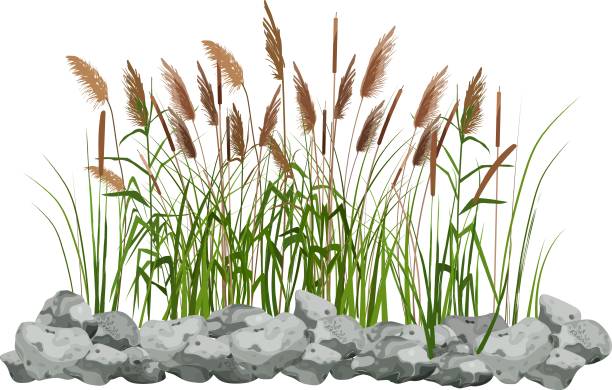 k3 Hand drawn reed or pampas grass surrounded by gray stones.
Cane silhouette on white background. 
Border or frame of green plants. weeding stock illustrations