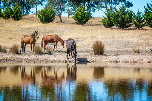 Horses having a drink from a dam