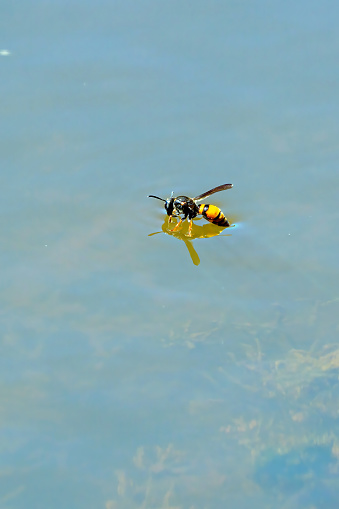 Wasp floating on a pond taking a drink