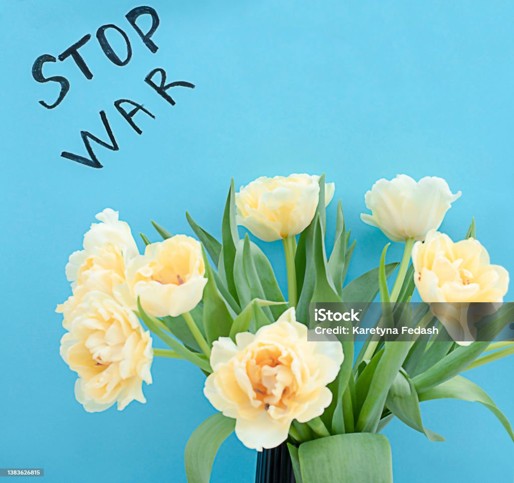 Yellow tulips on a blue background with a black inscription stop war. The concept of the war between Russia and Ukraine Vladimir Putin Stock Photo