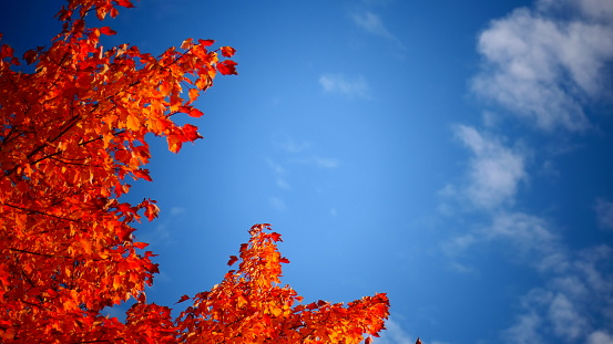 Bright red tree under blue skies in autumn