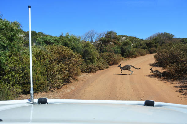 samica kangura i joey crossing i polna droga na odludziu australii - kangaroo joey marsupial mammal zdjęcia i obrazy z banku zdjęć