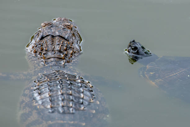 aligator und schildkröte - cape fear stock-fotos und bilder