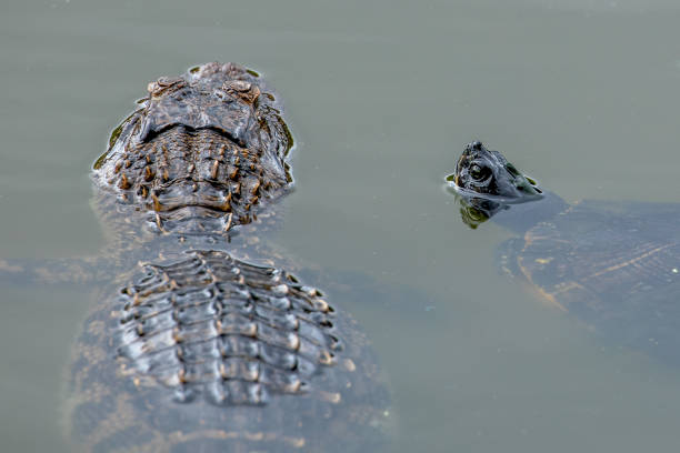 алигатор и черепаха - cape fear стоковые фото и изображения