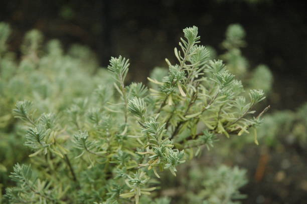 istock French Lavender in the Garden 1383637737