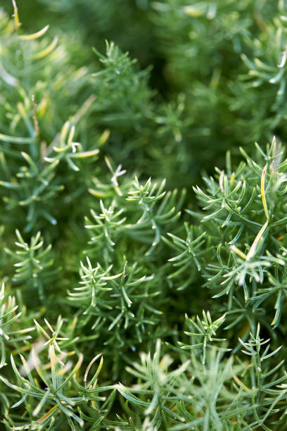 istock Kind of asparagus 1383639571