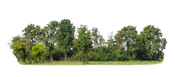 Photo of Green Trees isolated on white background. are Forest and foliage in summer for both printing and web pages