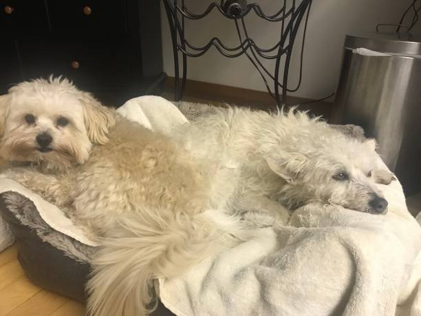 istock Rescue dog buddies 1383661195