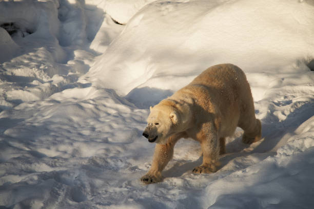 istock Polar bear roaming on the snow 1383662922