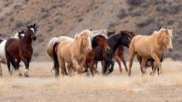 istock Horse herd on the run 1383670300