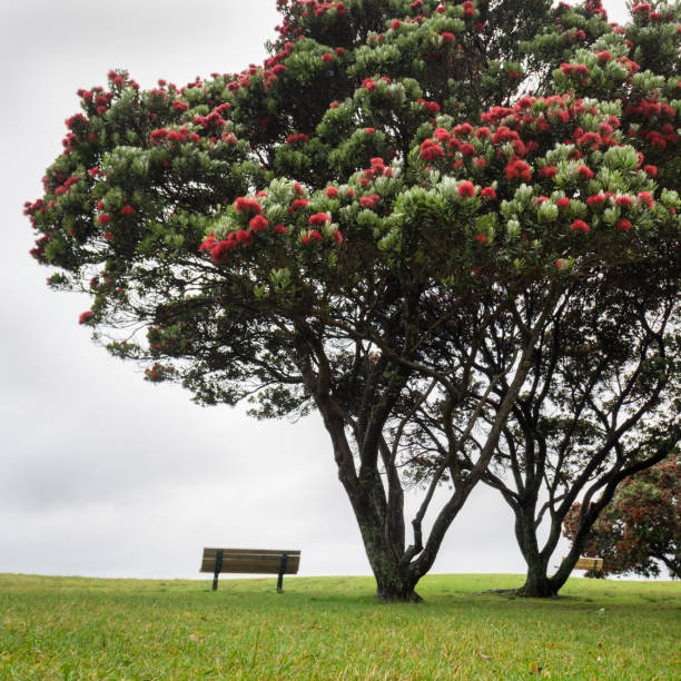pohutukawa-bäume stehen in auckland in voller blüte. neuseeländischer weihnachtsbaum. seitenformat. - pohutukawa tree christmas new zealand beach stock-fotos und bilder