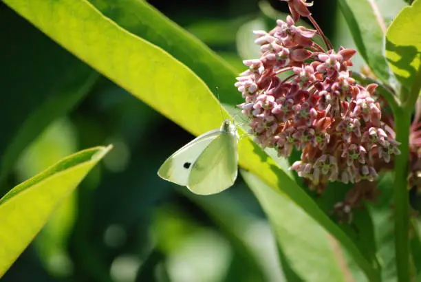 Cabbage White Butterfly on a Milkweed
