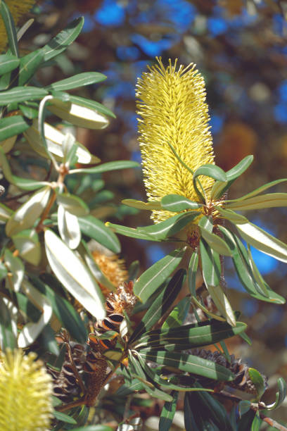 istock Melbourne, Victoria, Australia 1383691654