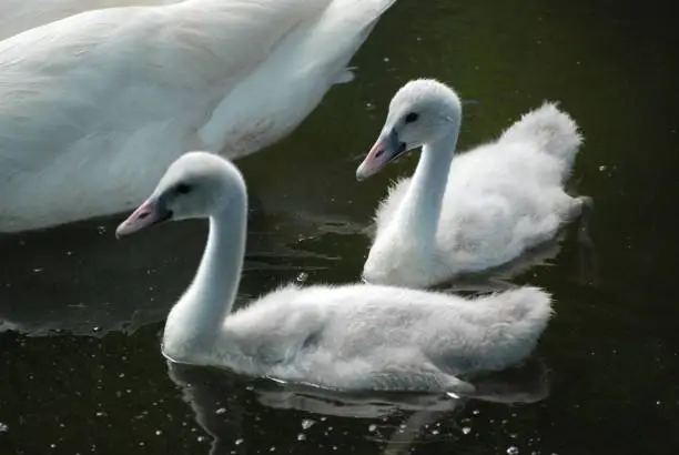 Trumpeter Swan Cygnets with Mother on a Lake