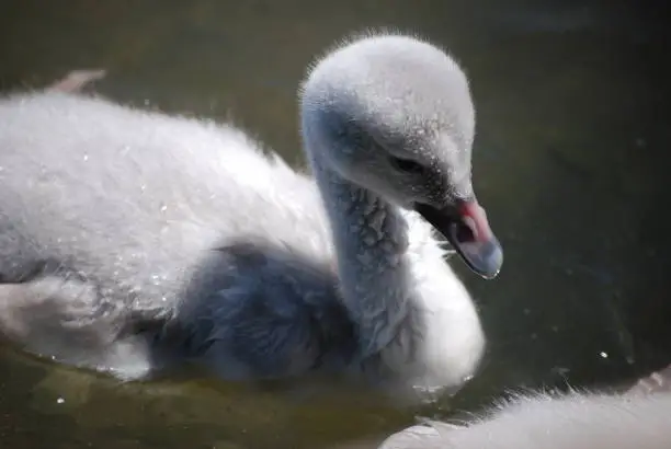 A baby Trumpeter Swan is called a cygnet.