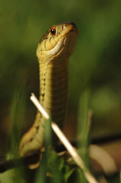 istock Garter Snake Up Close 1383691823