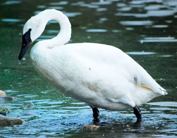A Trumpeter Swan after preening its feathers on the shore of the lake.