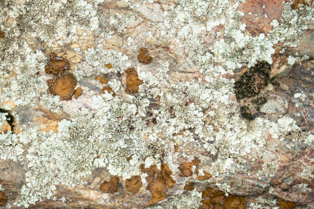 istock lichen growing on red granite rocks 1383692833