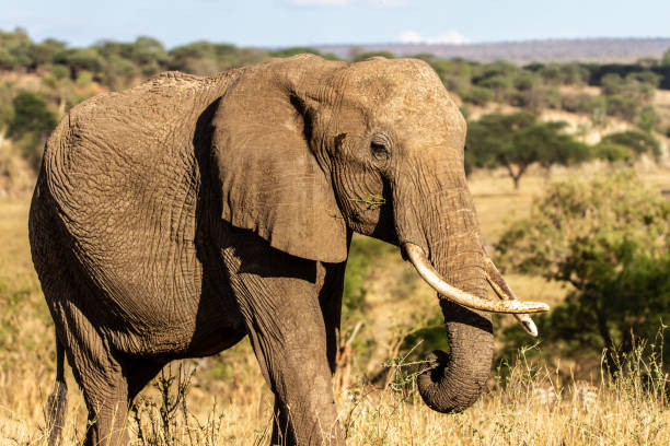 istock African elephant eating branches in Tarangire National Park 1383694979