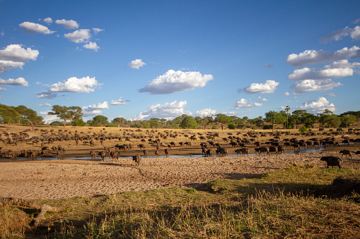 herd of wildebeest in Tarangire National Park