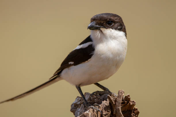 istock Common Fiscal Shrike in Africa 1383694987