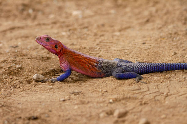 istock Mwanza Flat-Headed Agama resting in the dirt 1383695006