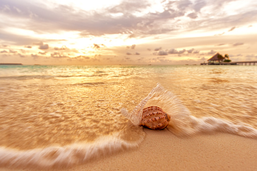 Conch shell on the sunset beach in sea waves