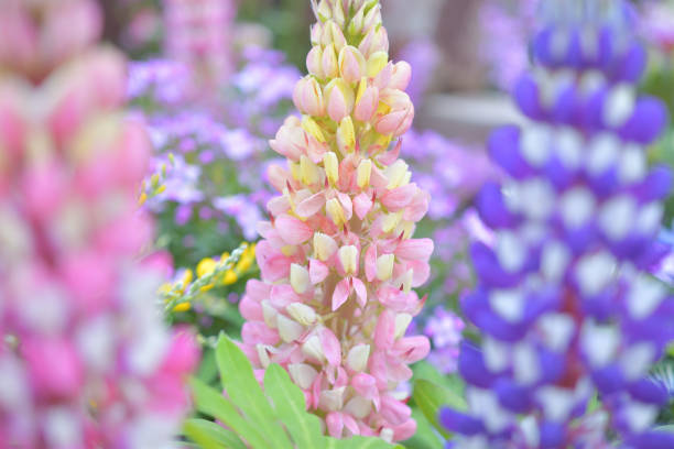 Lupine flowers.\nClose-up photo of lupine flowers.