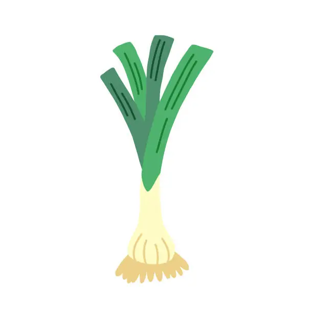 Vector illustration of Green leeks onion