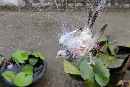 Pigeon attached to the net, bird on the net,Farmers tend to trap birds eat rice