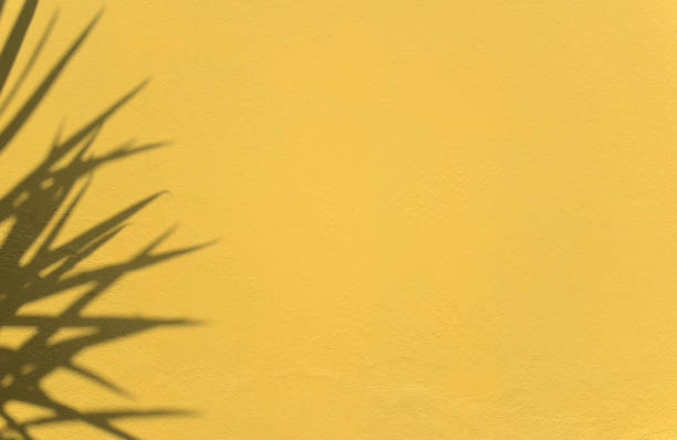 istock Natural shadow botanical plant overlay on cement wall abstract texture background with space. Clean minimal. For your display, overlay, presentation, backdrop, or mockup. 1383717125