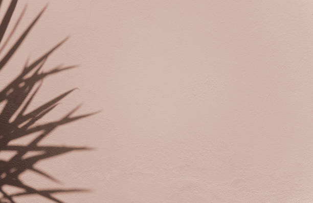 istock Natural shadow botanical plant overlay on cement wall abstract texture background with space. Clean minimal. For your display, overlay, presentation, backdrop, or mockup. 1383717912
