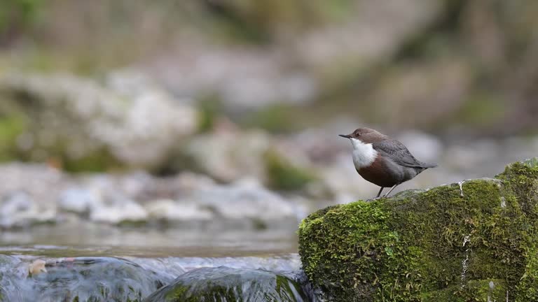 European dipper on the rushing river (Cinclus cinclus)