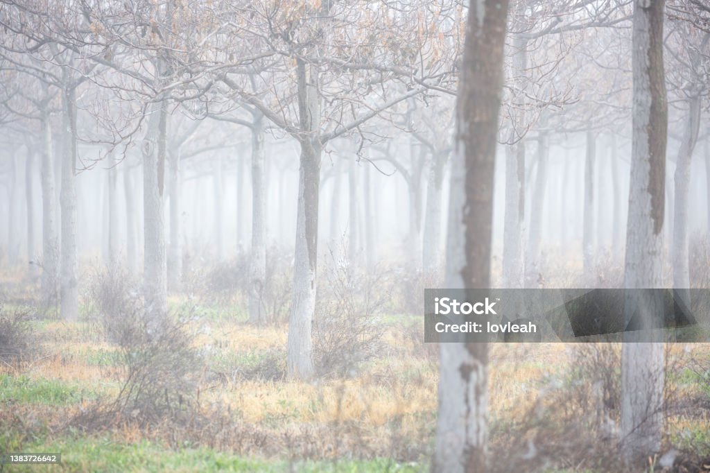 A grove of trees in the autumn fog Grove of trees in a thick cold morning fog in autumn Australia Stock Photo