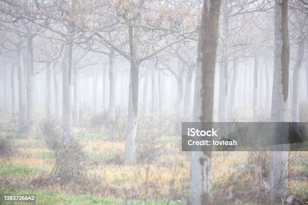 A Grove Of Trees In The Autumn Fog Stock Photo - Download Image Now - Australia, Autumn, Color Image