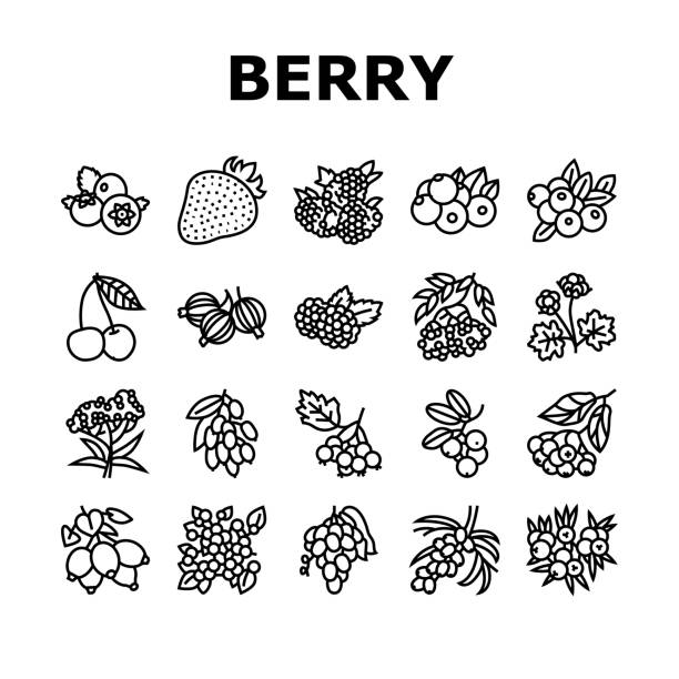 illustrations, cliparts, dessins animés et icônes de berry delicious et vitamin food icons set vecteur - berry fruit currant dessert vector