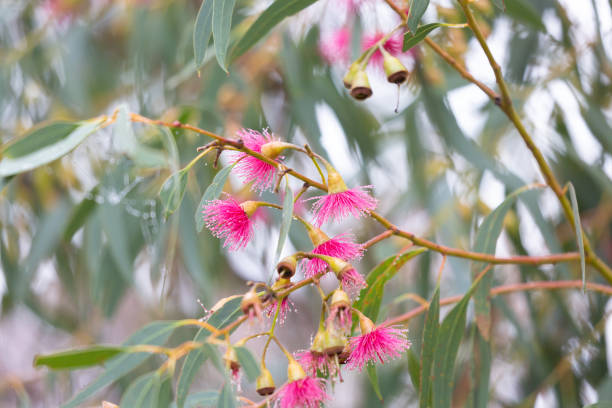 istock Gum tree with delicate pink flowers 1383726695